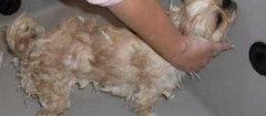 banho-e-tosa-de-animais-joao-pessoa-1411571353