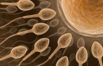 Madrefert Instituto de Reprodução Humana - Foto 1