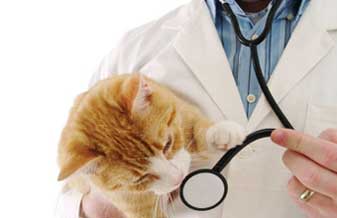 Centrovet Clínica Veterinária - Foto 1