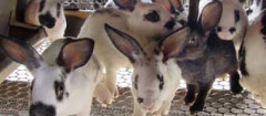 criadores-de-animais-joao-pessoa-1411571520