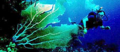 mergulho-joao-pessoa-1411666701