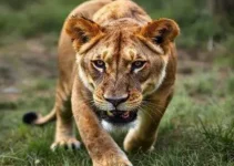 leoa que matou homem em parque de João Pessoa