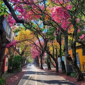 temporada de floração dos ipês
