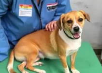 castração de cães e gatos em João Pessoa